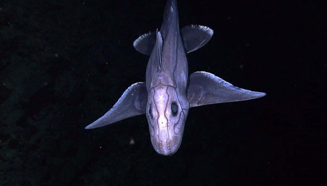 Deep Sea Ghost Shark