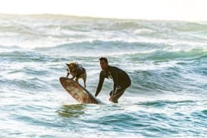 The World of Dog Surfing