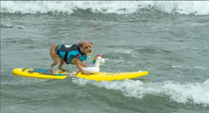 The World of Dog Surfing