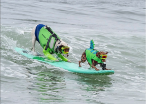 The World of Dog Surfing